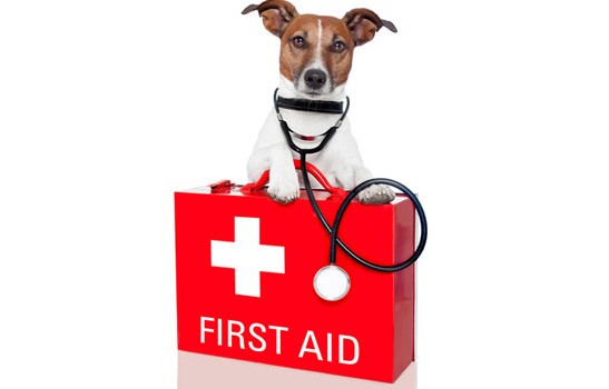 First Aid Course