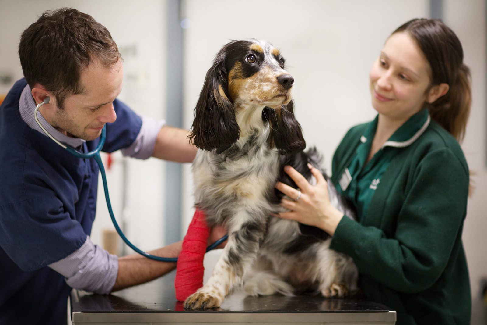Job opportunity for a trainee veterinary nurse