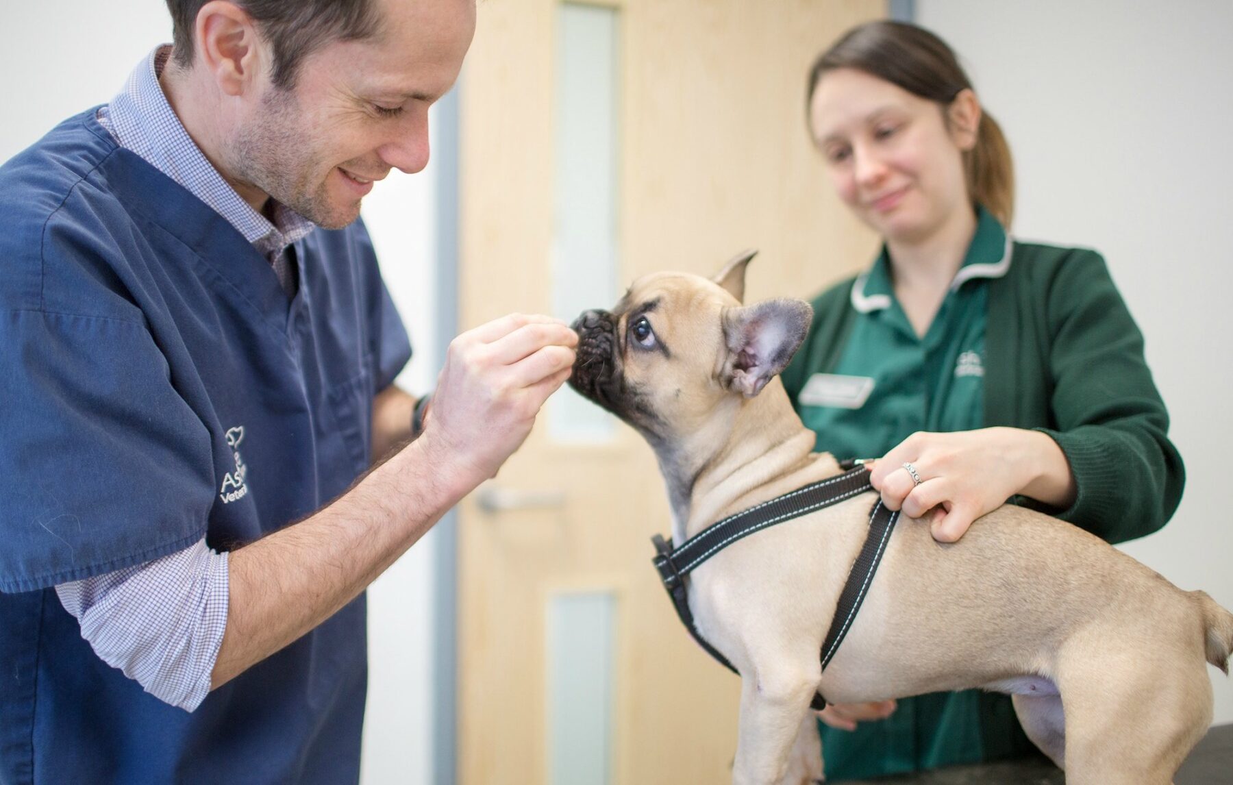 A vet with a French bulldog