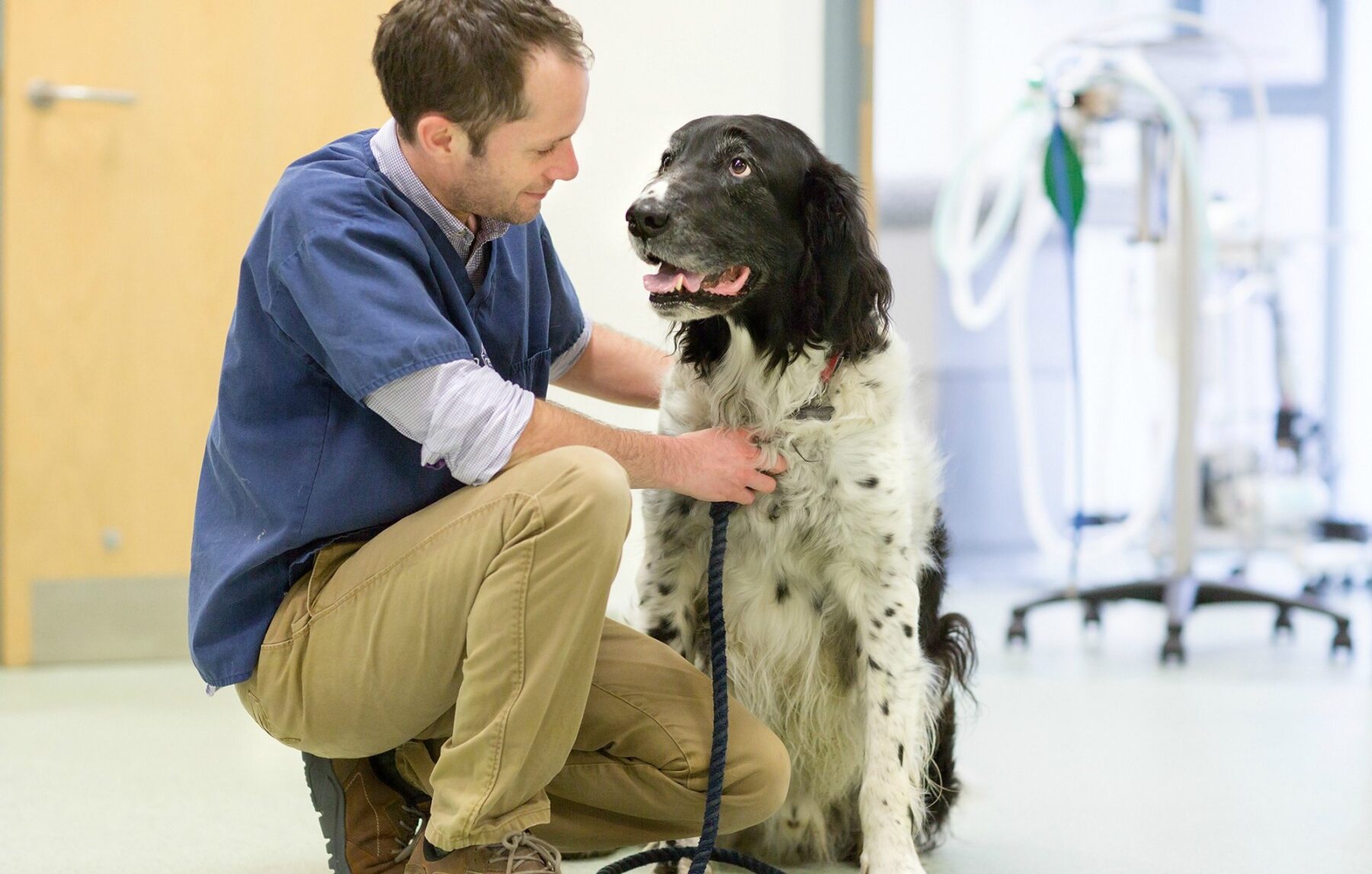 A vet with a Munsterlander