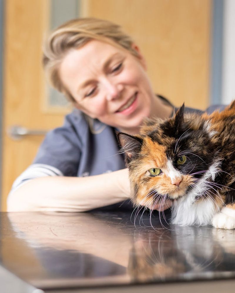 The cat ward