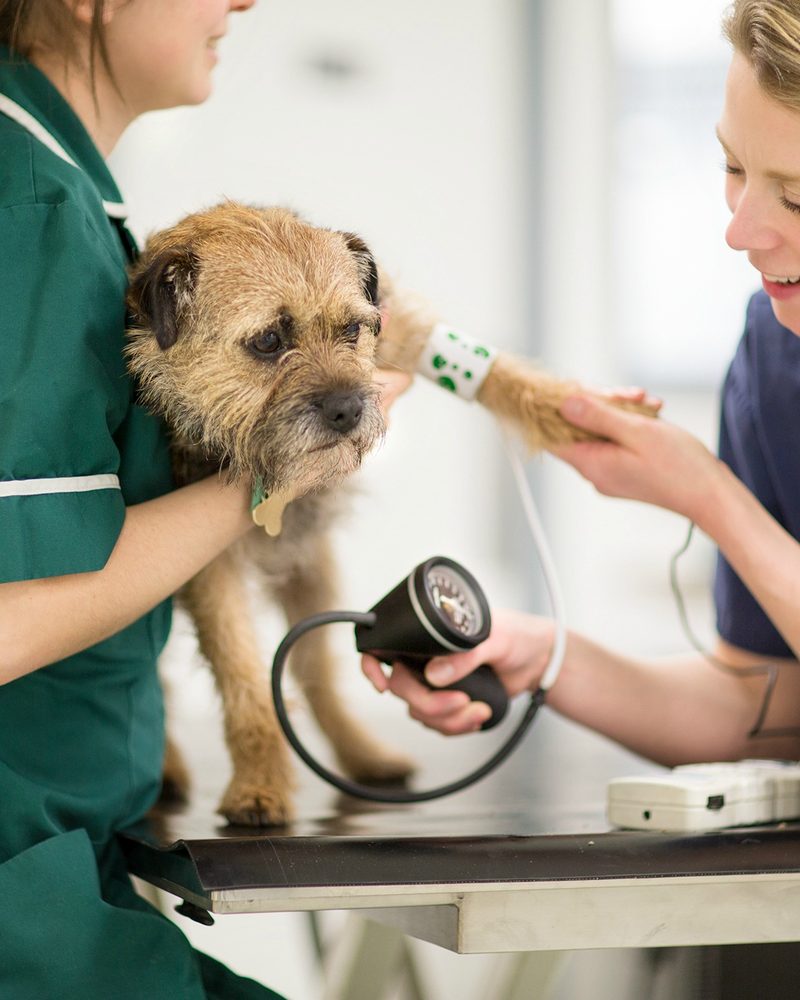 The dog ward