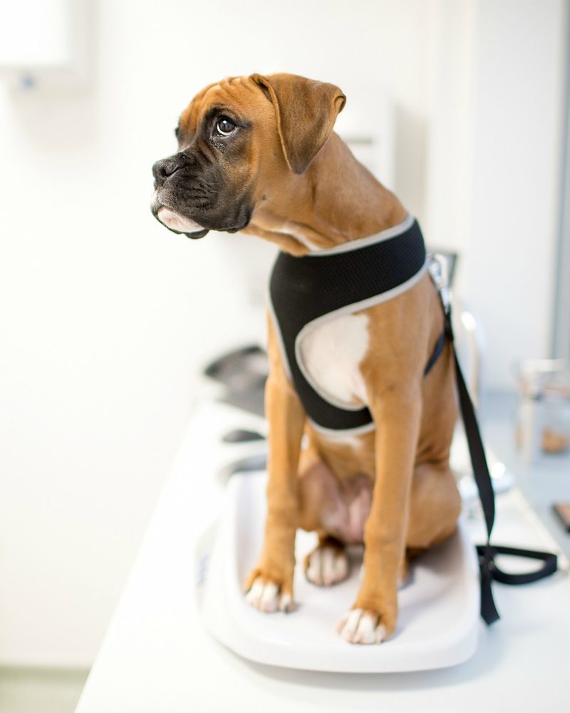 A nurse clinic at Ash Tree Veterinary Centre