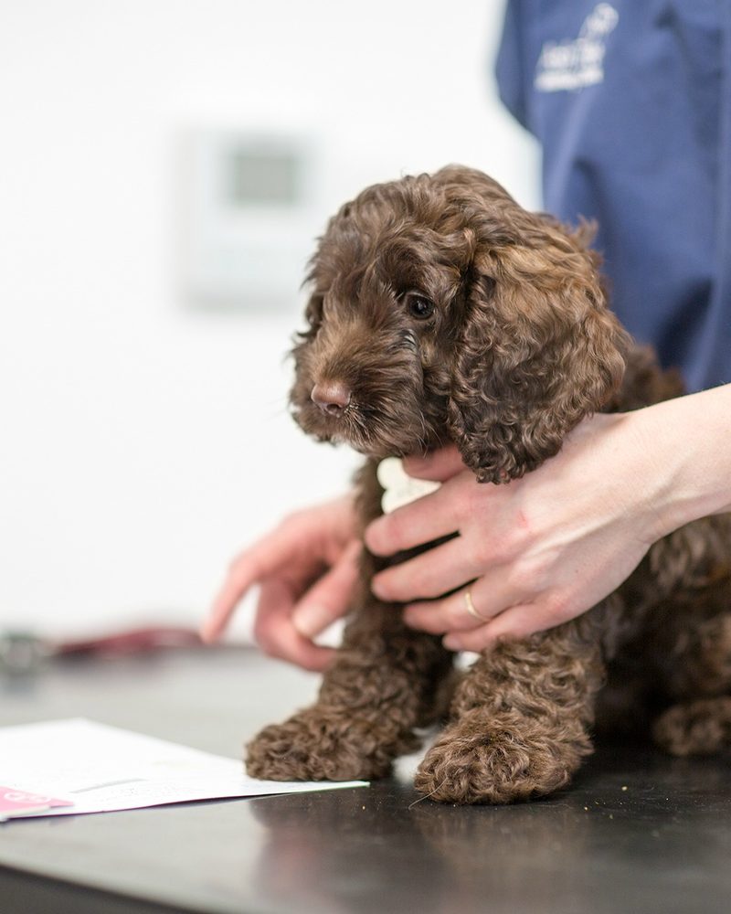 A puppy being examined at Ash Tree Veterinary Centre