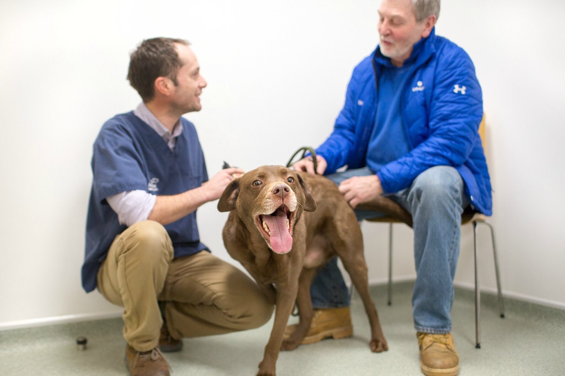 A vet and owner with a labrador in a consulting room